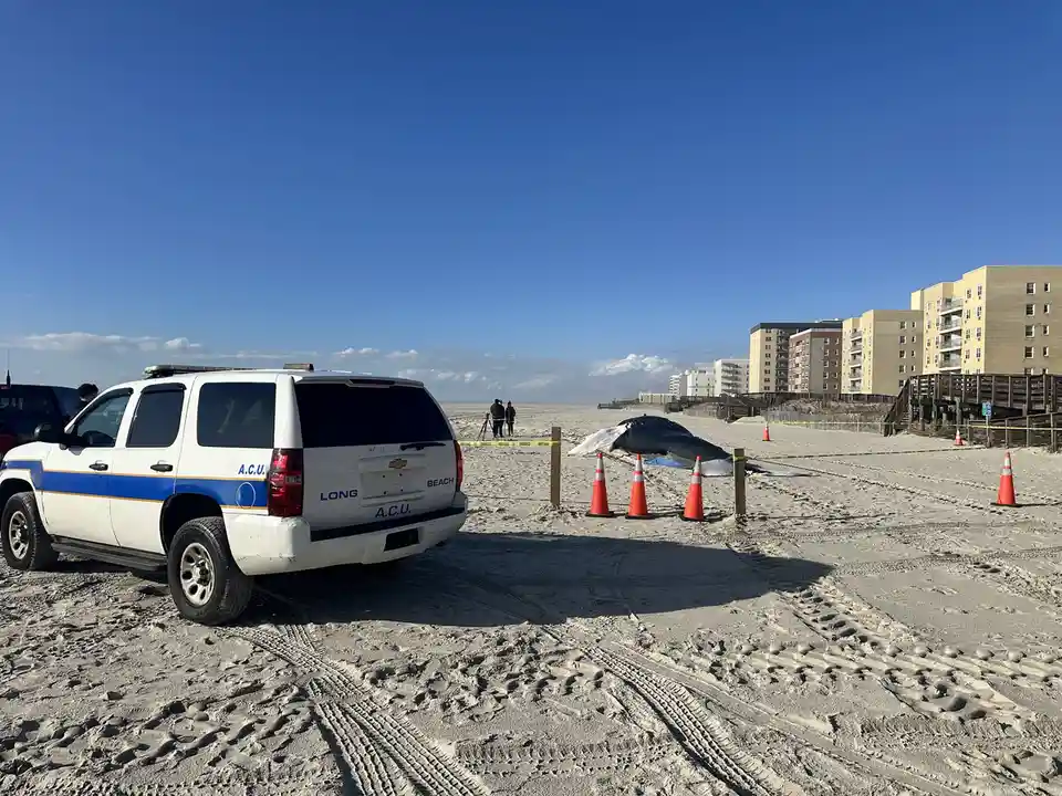 A white SUV with 'A.C.U. LONG BEACH' written on its side and rear is parked on a sandy beach near a large, deceased whale…
