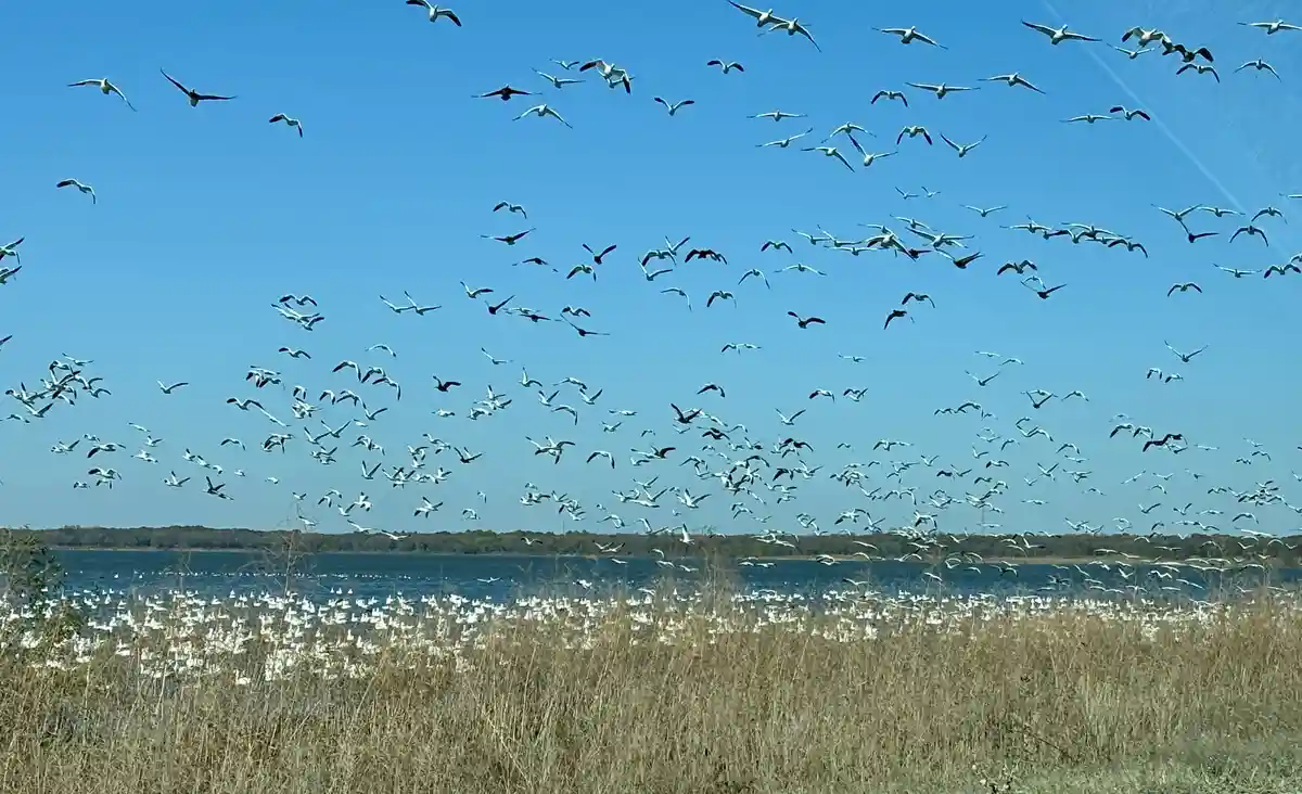 A vast flock of white birds, likely snow geese, fills the sky above a body of water and a field of dry grass under a clear…