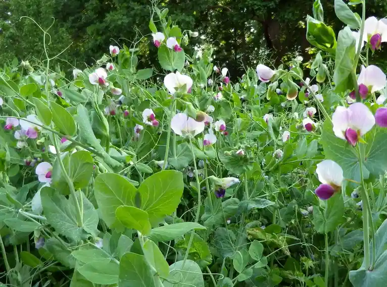 A lush garden scene filled with green pea plants, their stems and leaves intertwined, blooming with delicate white and…