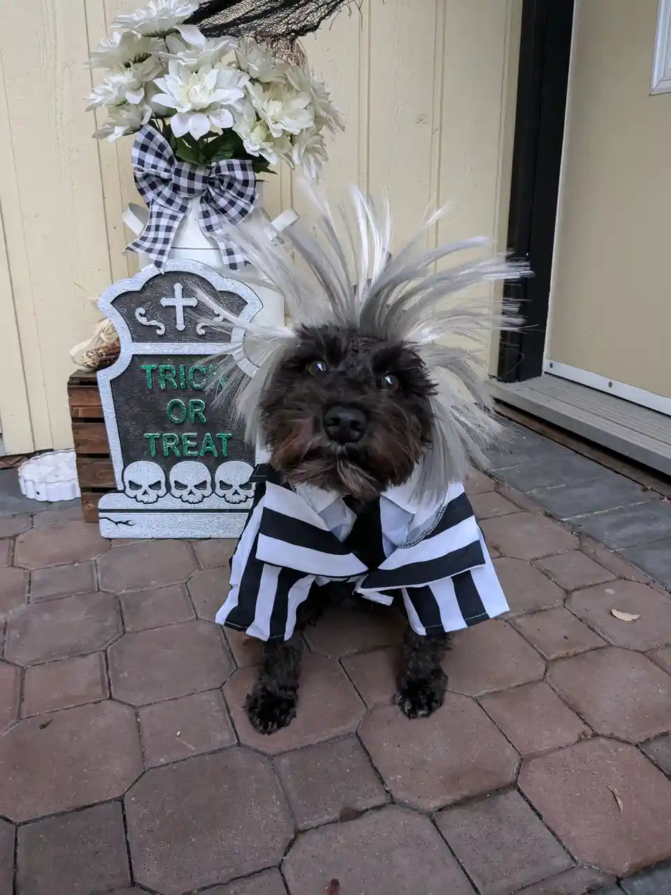 A small black dog wearing a black-and-white striped costume and a spiky white wig sits on a brick patio in front of a…