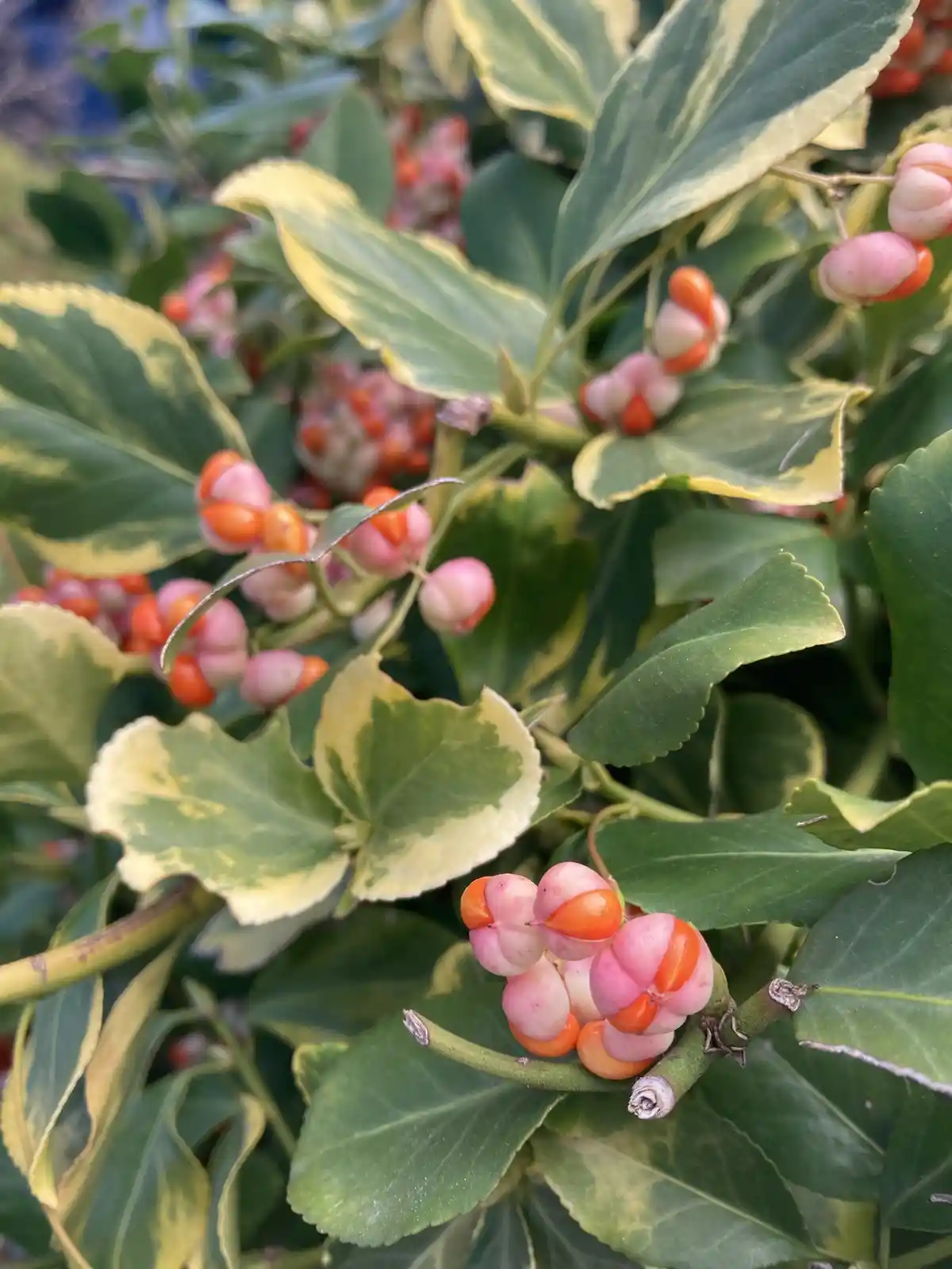 A close-up photo of a variegated plant with green and yellow leaves and clusters of small, round berries that are…