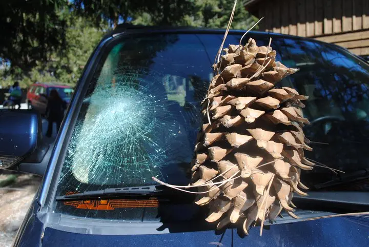 A large pinecone is lodged in the driver's side windshield of a dark blue car, causing a radial spiderweb crack pattern. The…