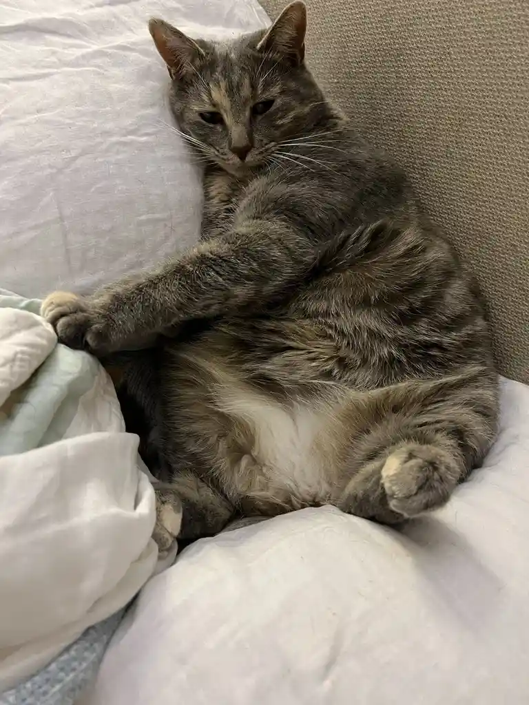 A gray tabby cat lies on its back on a bed with white sheets and a pillow, one paw resting on a blanket, looking directly at…