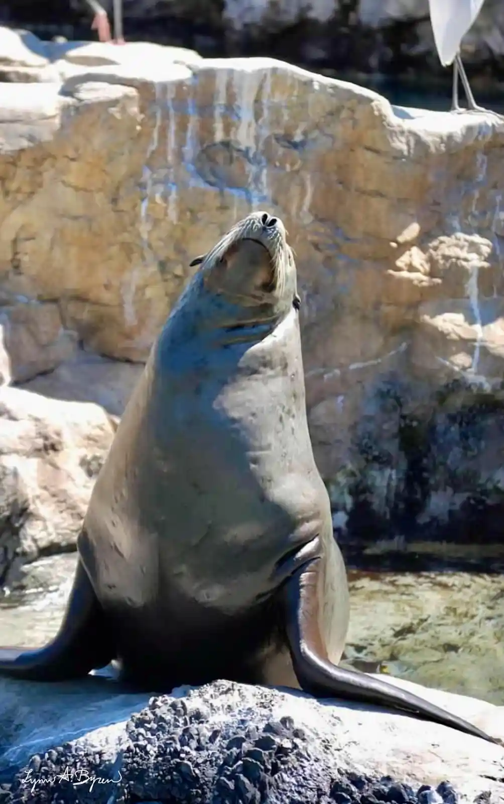 Soaking Up the Sun: A Perfect Day for Sunbathing