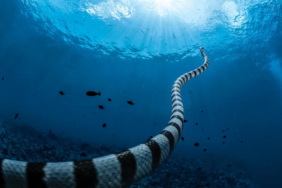 Meet the Sea Krait: Nature's Fascinating Serpent