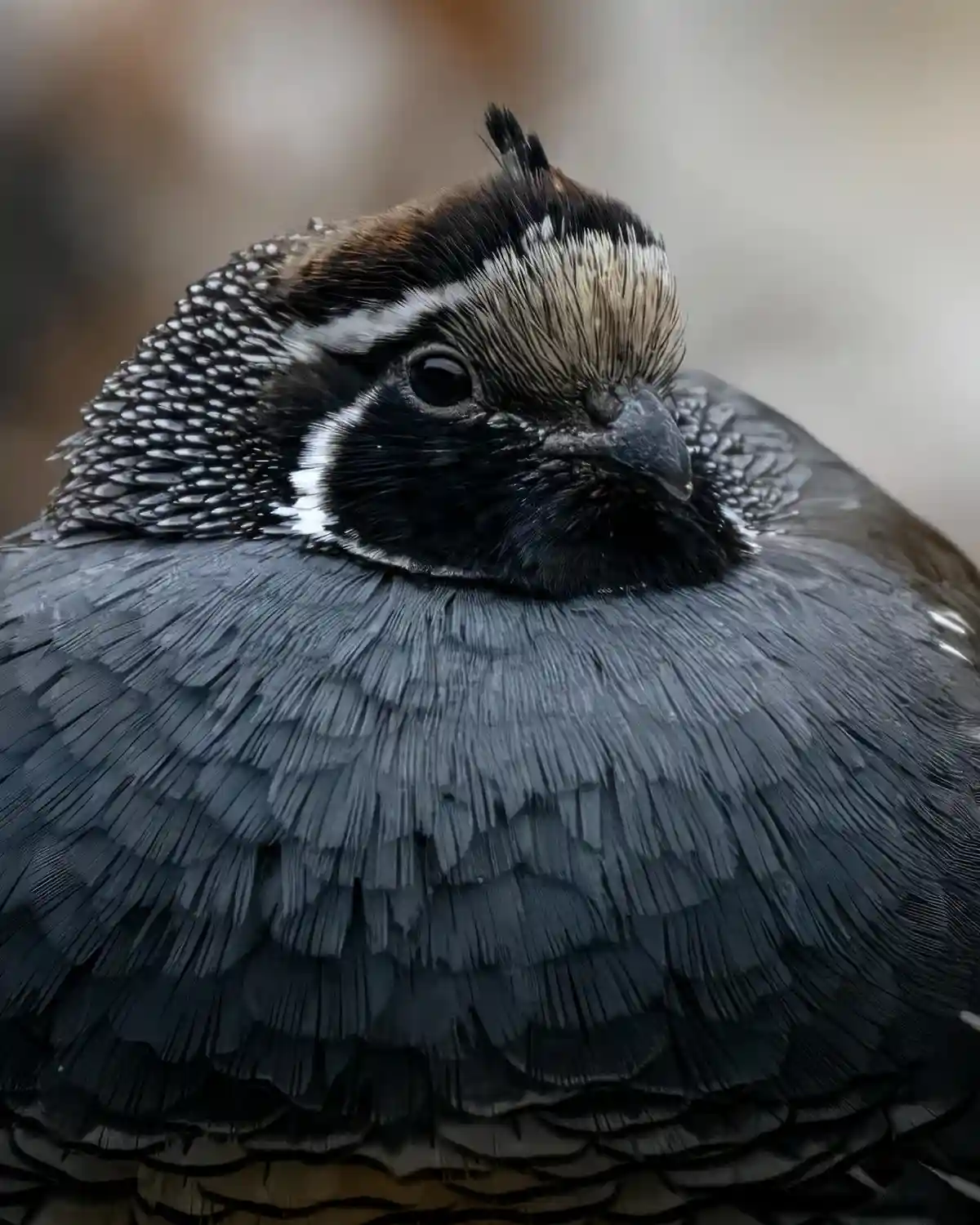 A close-up photo of a quail with intricate black, white, and brown feather patterns, looking directly at the camera with a…