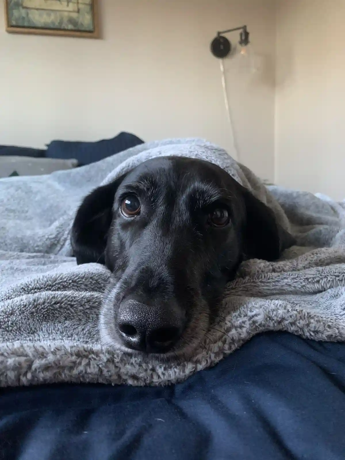 A black dog with large, pleading brown eyes peeks out from under a grey, fluffy blanket draped over its head and shoulders…