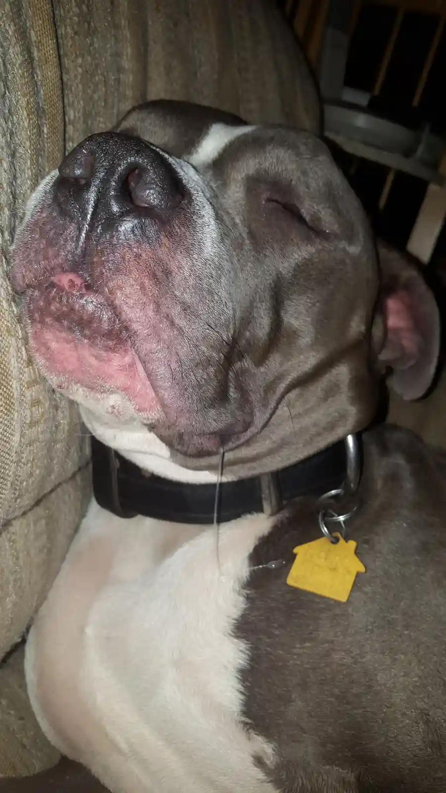 A close-up photo of a gray and white pit bull sleeping soundly on a couch, its eyes closed and a single droplet of saliva…