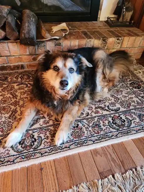 A fluffy, long-haired dog with brown, black, and white fur lies on a patterned rug in front of a brick fireplace. The dog…