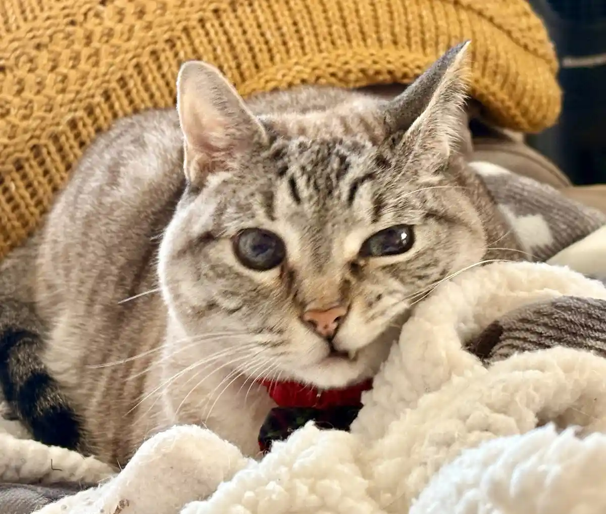 A gray tabby cat with wide, unblinking eyes stares directly at the camera while resting on a fluffy white blanket, wearing a…