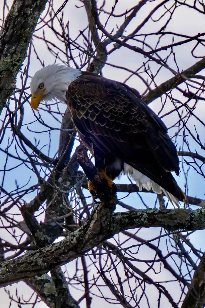 Majestic Eagle in Action
