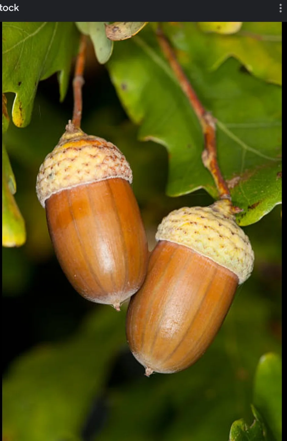 Two acorns hang from a tree branch, surrounded by green leaves, with a natural, close-up photographic background. The…