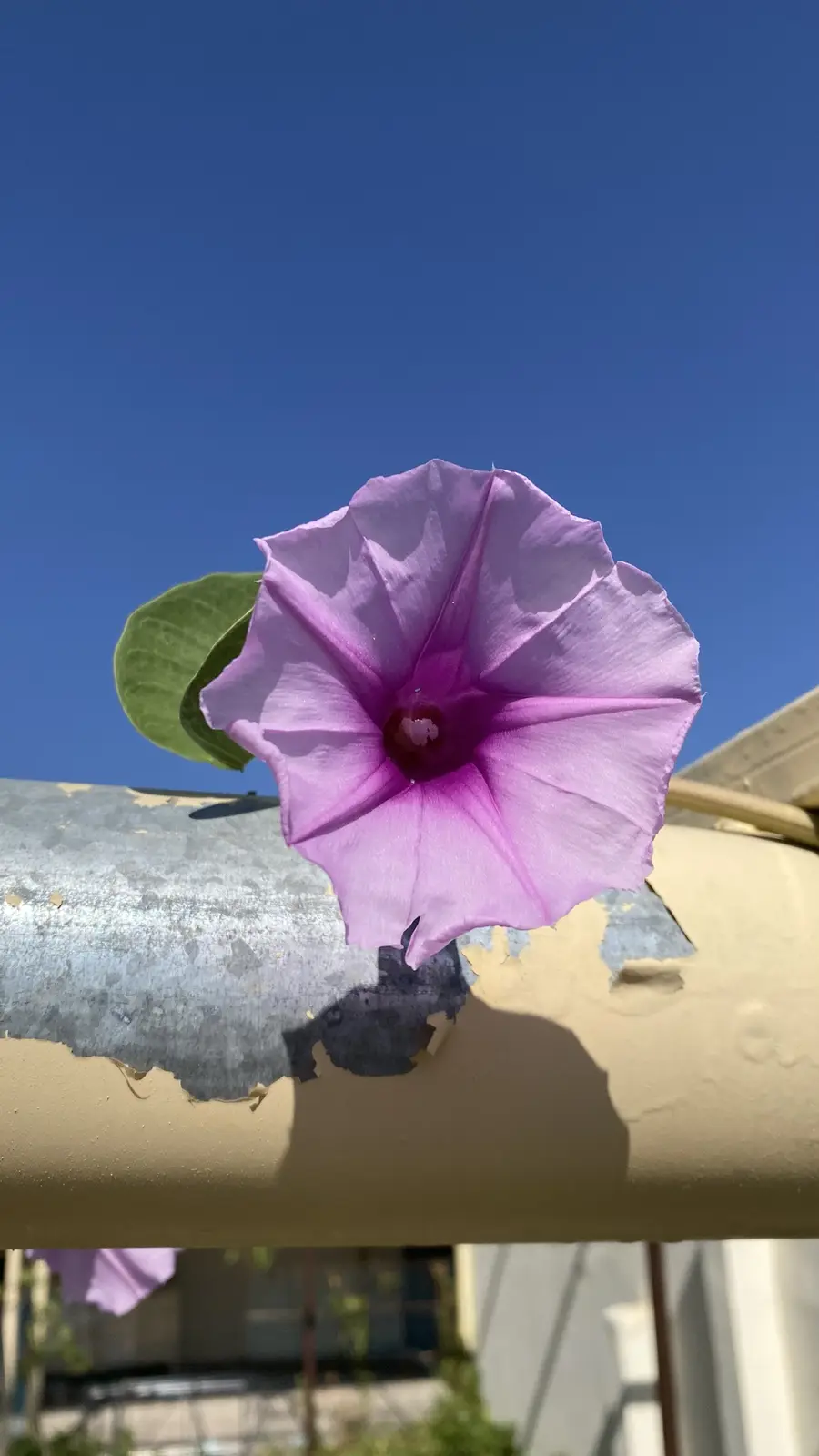 Can anyone help me identify this beautiful pink flower?