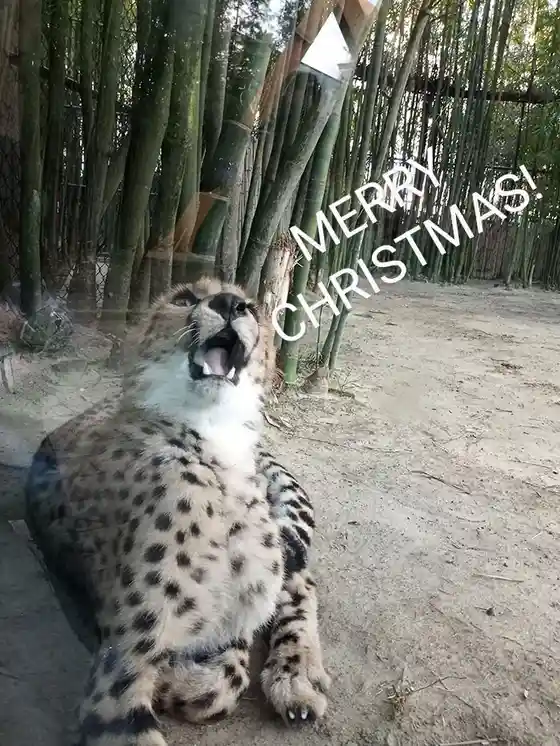 A spotted leopard or cheetah is lying on sandy ground with its mouth wide open in a yawn or roar, surrounded by tall bamboo…