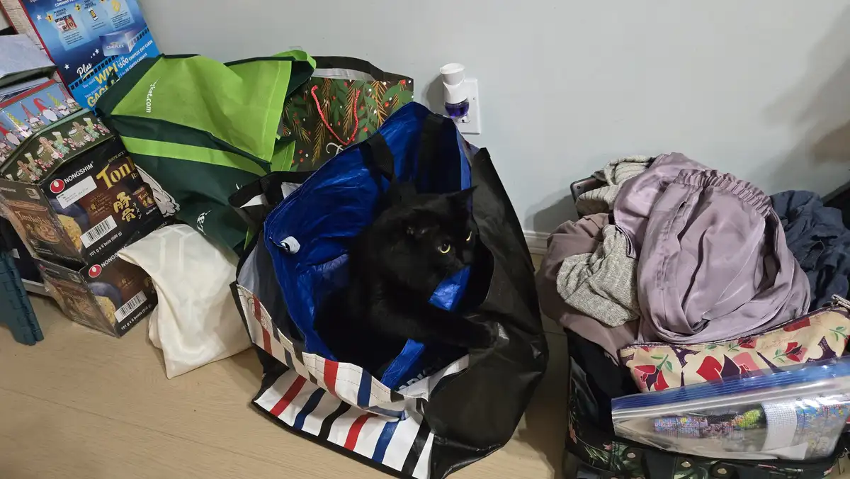 A black cat with yellow eyes sits calmly inside a large blue and black striped tote bag on a wooden floor, surrounded by…
