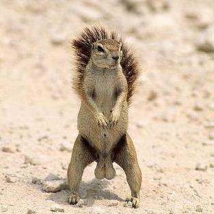 A squirrel stands upright on its hind legs on sandy ground, facing forward with its front paws held together near its chest…