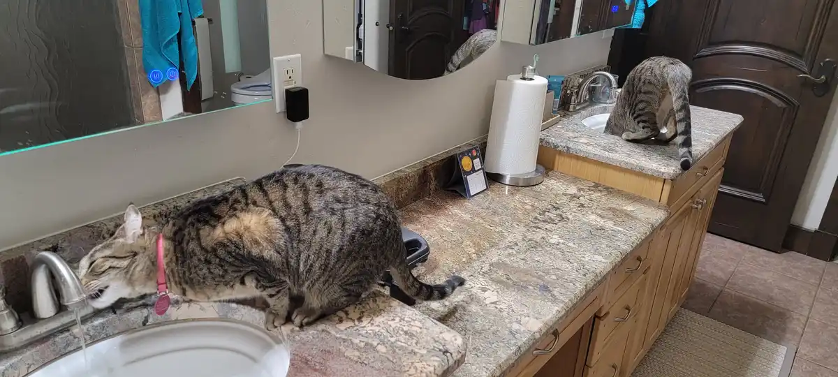 A tabby cat with a pink collar is drinking water from a bathroom sink faucet while another identical cat is seen in the…