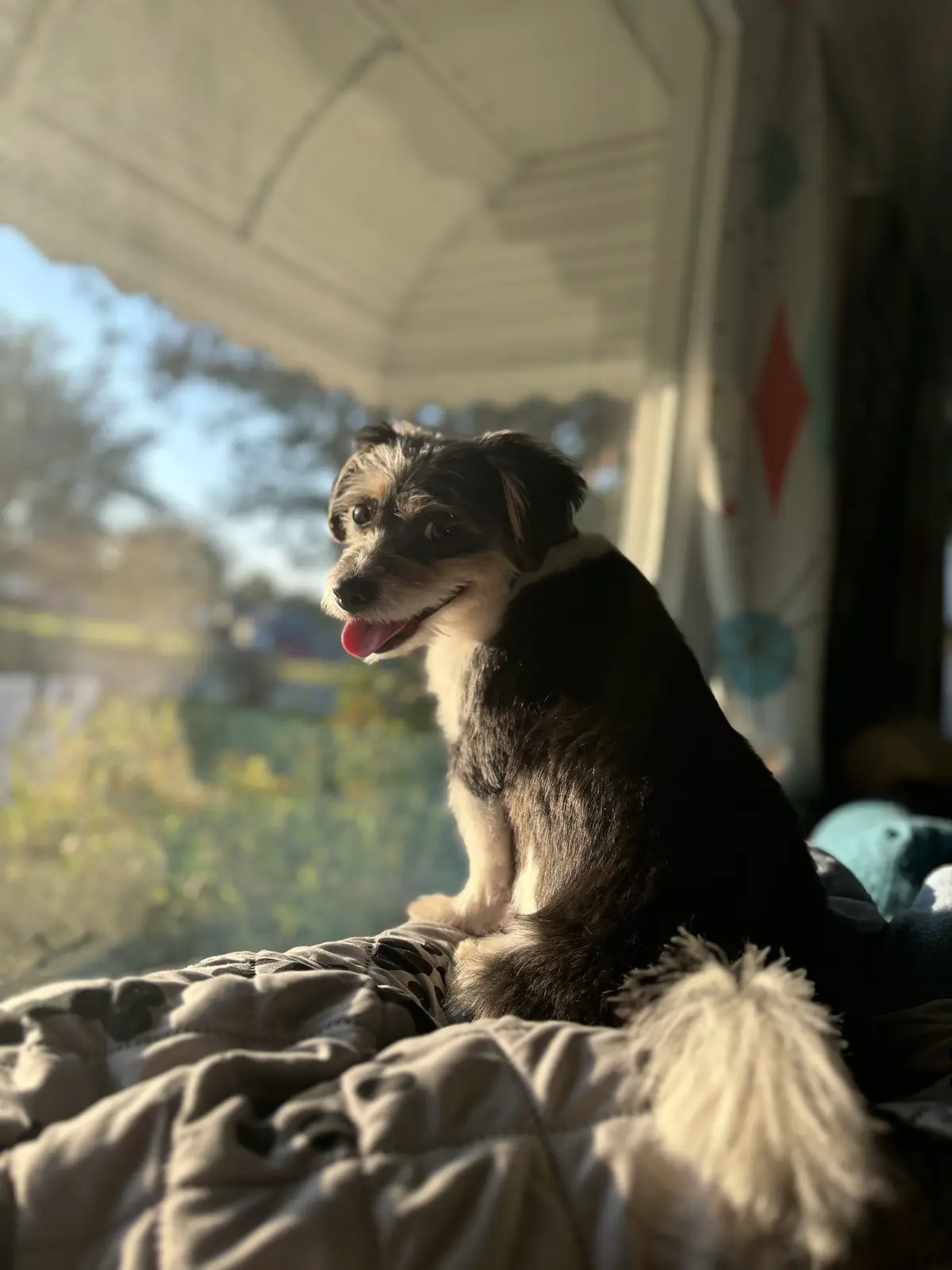A small black and white dog with a fluffy tail sits on a quilted blanket, looking content with its tongue out, bathed in…