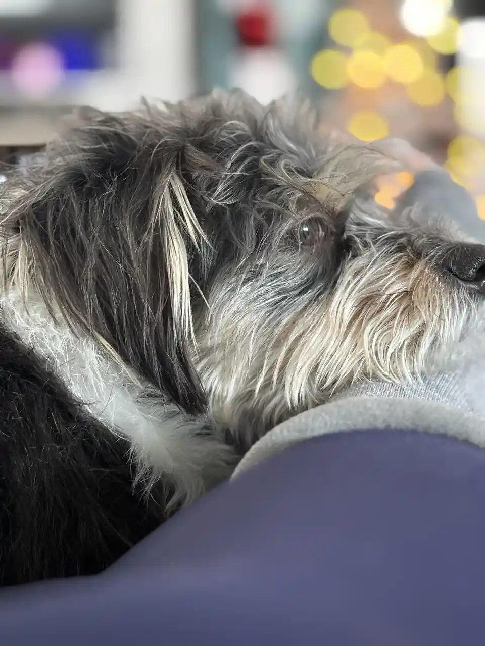 A close-up photo of a scruffy, gray-and-white dog with one visible eye looking sleepy while resting its head on a person's…