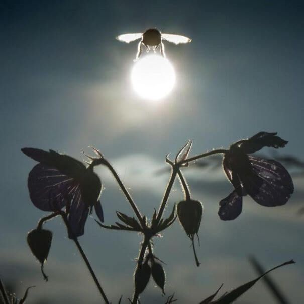 A bee is silhouetted against the bright sun, appearing to fly directly toward or through the light source, with dark purple…