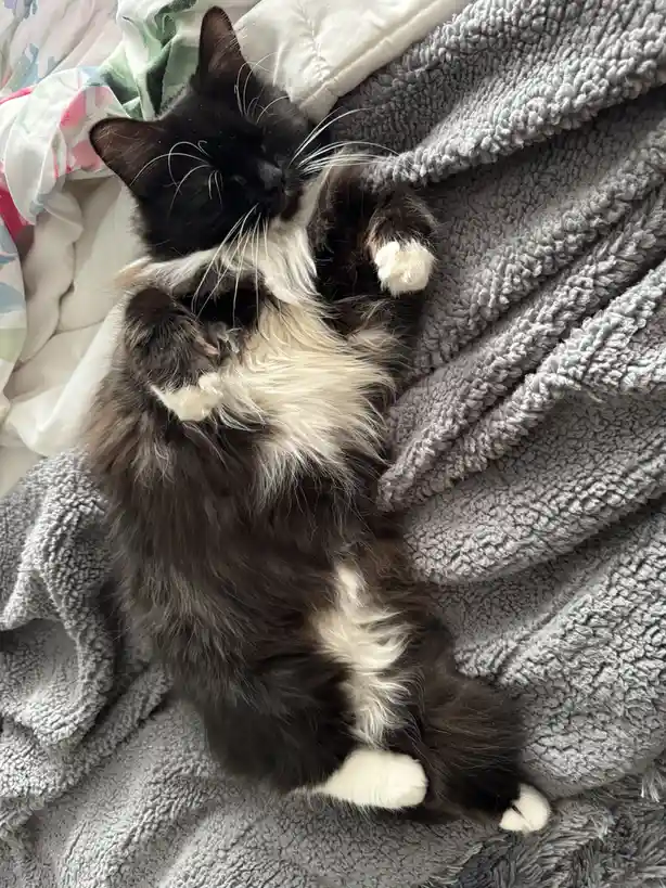 Whiskers and Mittens: A Cozy Duo