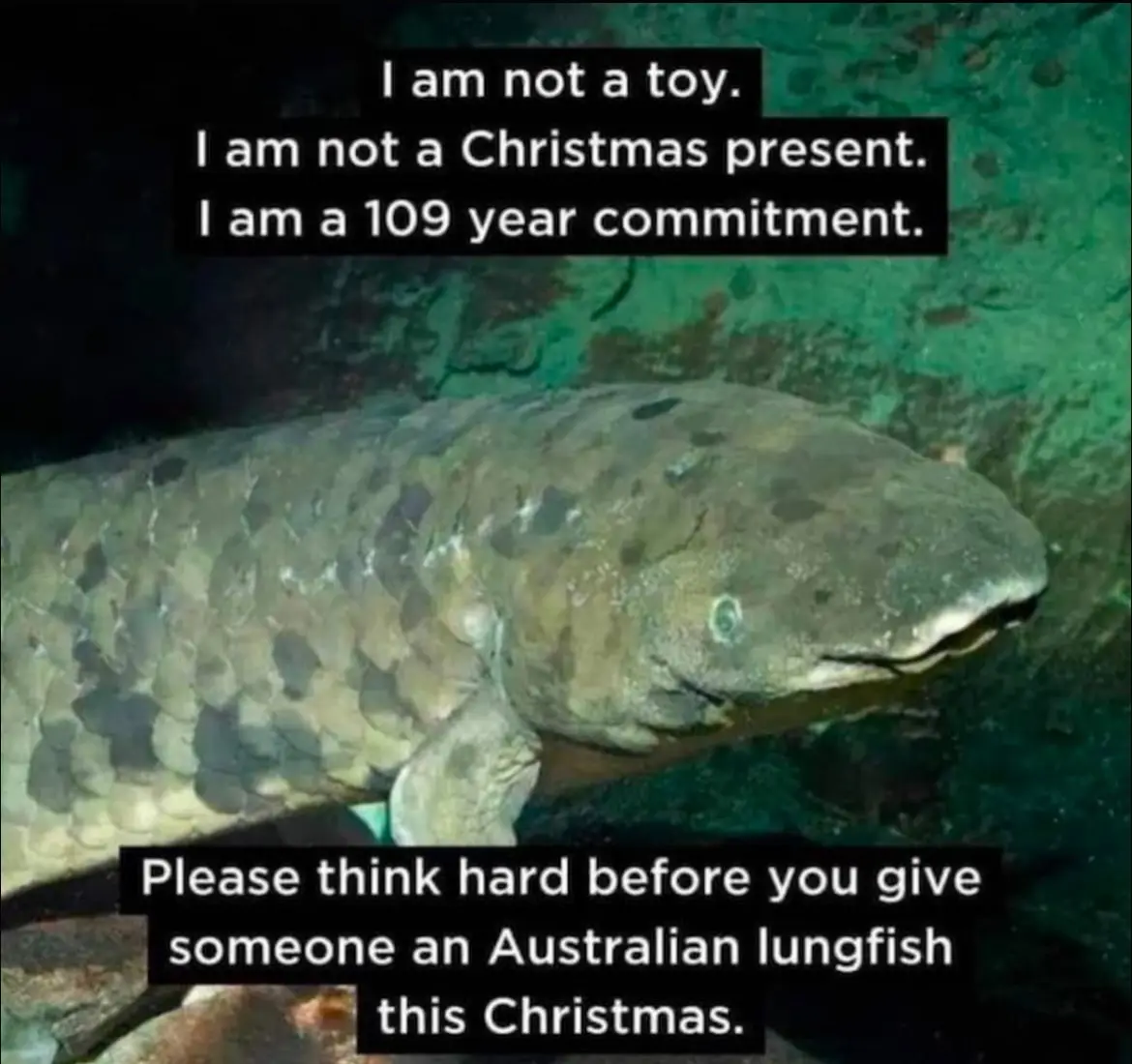 Why Not Try a Buttock Fish Instead?