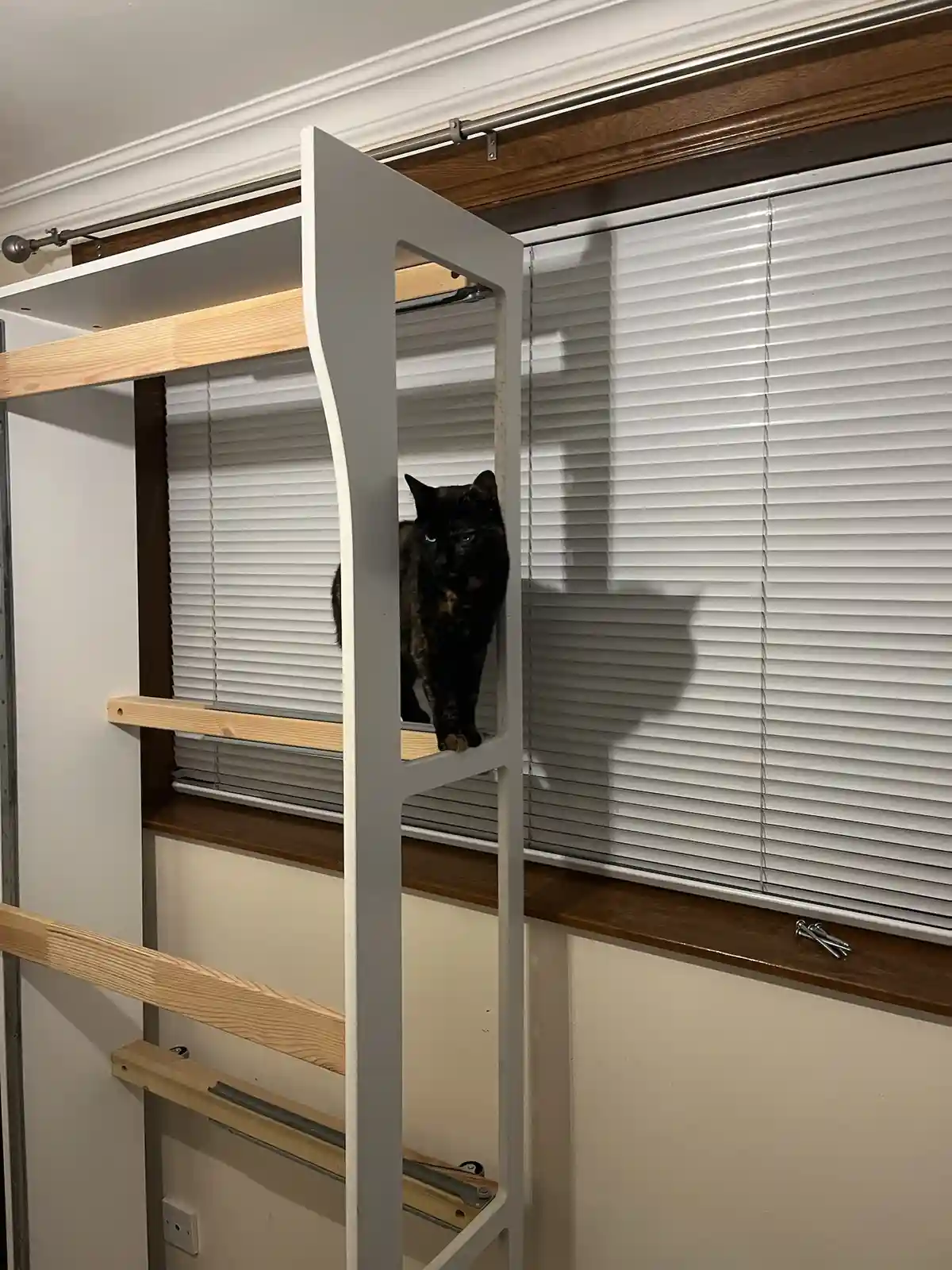 A tortoiseshell cat with dark fur and amber eyes stands on a white and light wood cat tree or shelf structure, positioned in…