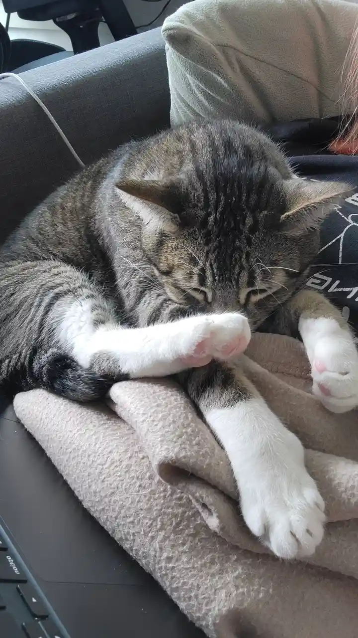 A gray tabby cat with white paws is curled up on a beige blanket, resting its head on its front paws while appearing sleepy…