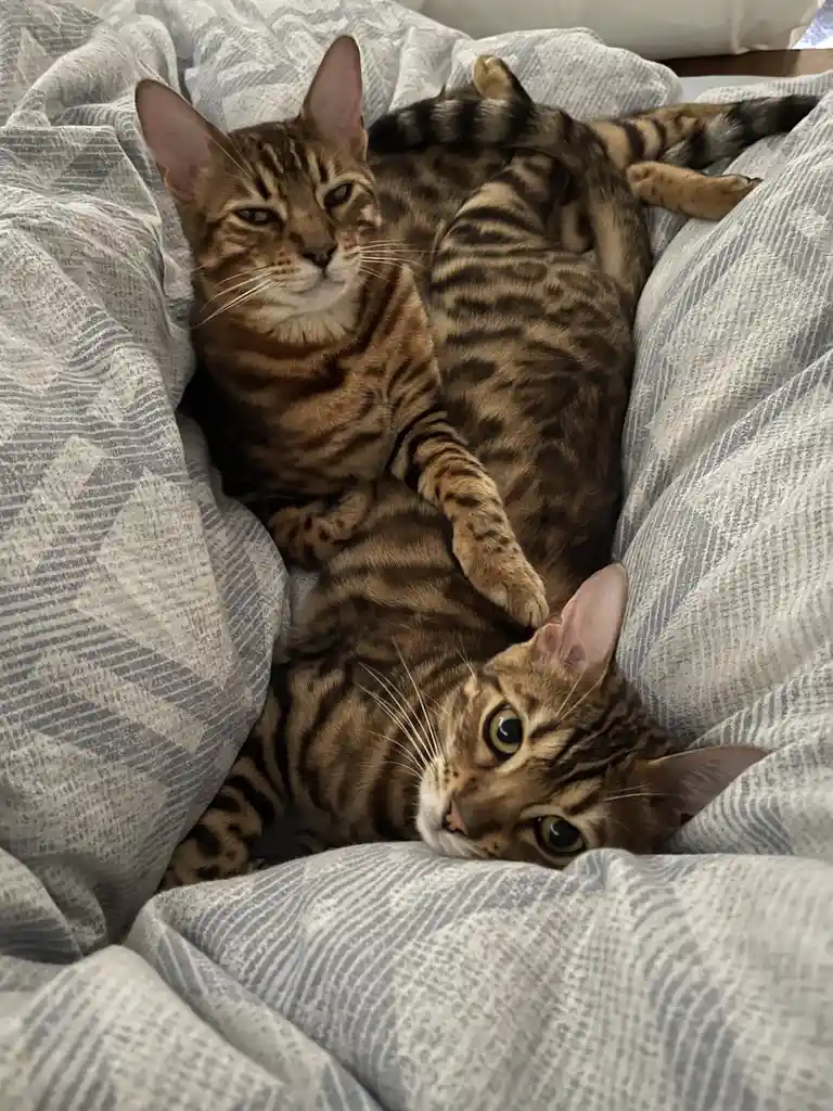 Taco and Beans: A Flavorful Duo
