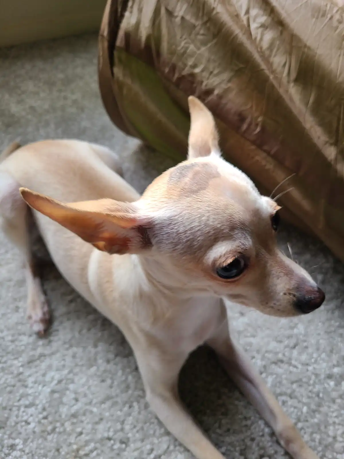 A small, light-colored dog with large ears and dark eyes is sitting on a carpeted floor, looking off to the side. Behind it…
