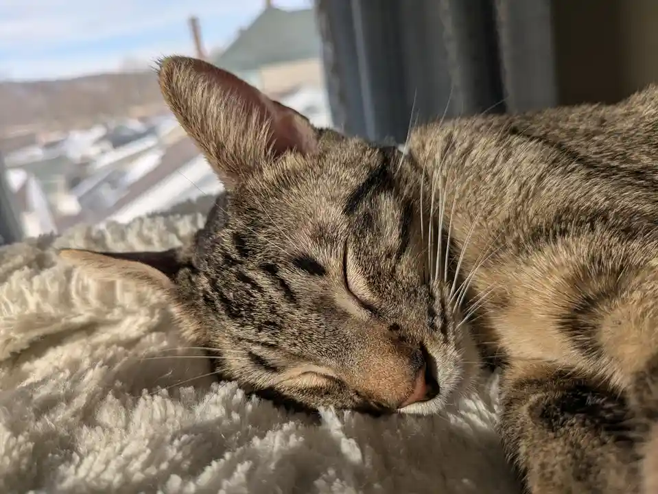 A close-up photo of a tabby cat sleeping peacefully on a fluffy white blanket near a window, with its eyes closed and ears…