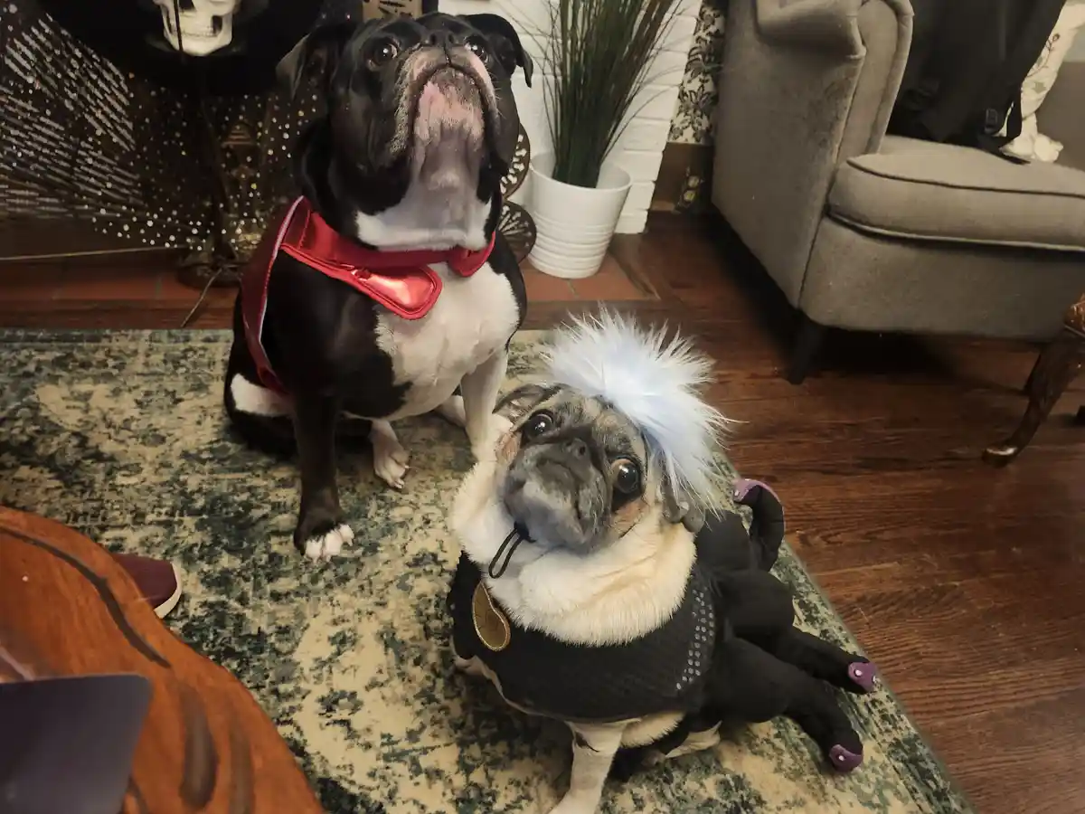 Two dogs dressed in costumes sit on a rug indoors. The larger black and white dog wears a red superhero cape and looks…