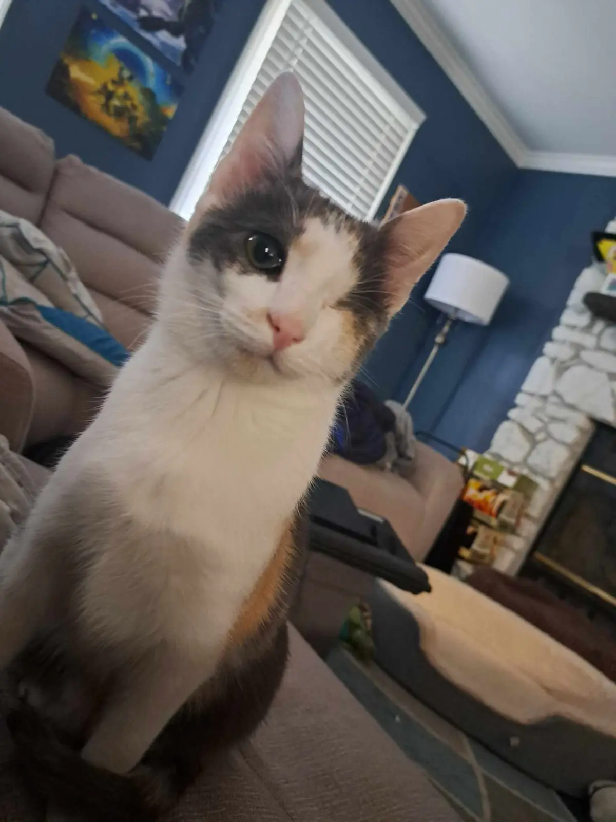 A calico cat with a white chest and gray/orange patches sits on a couch in a living room with blue walls, looking directly…