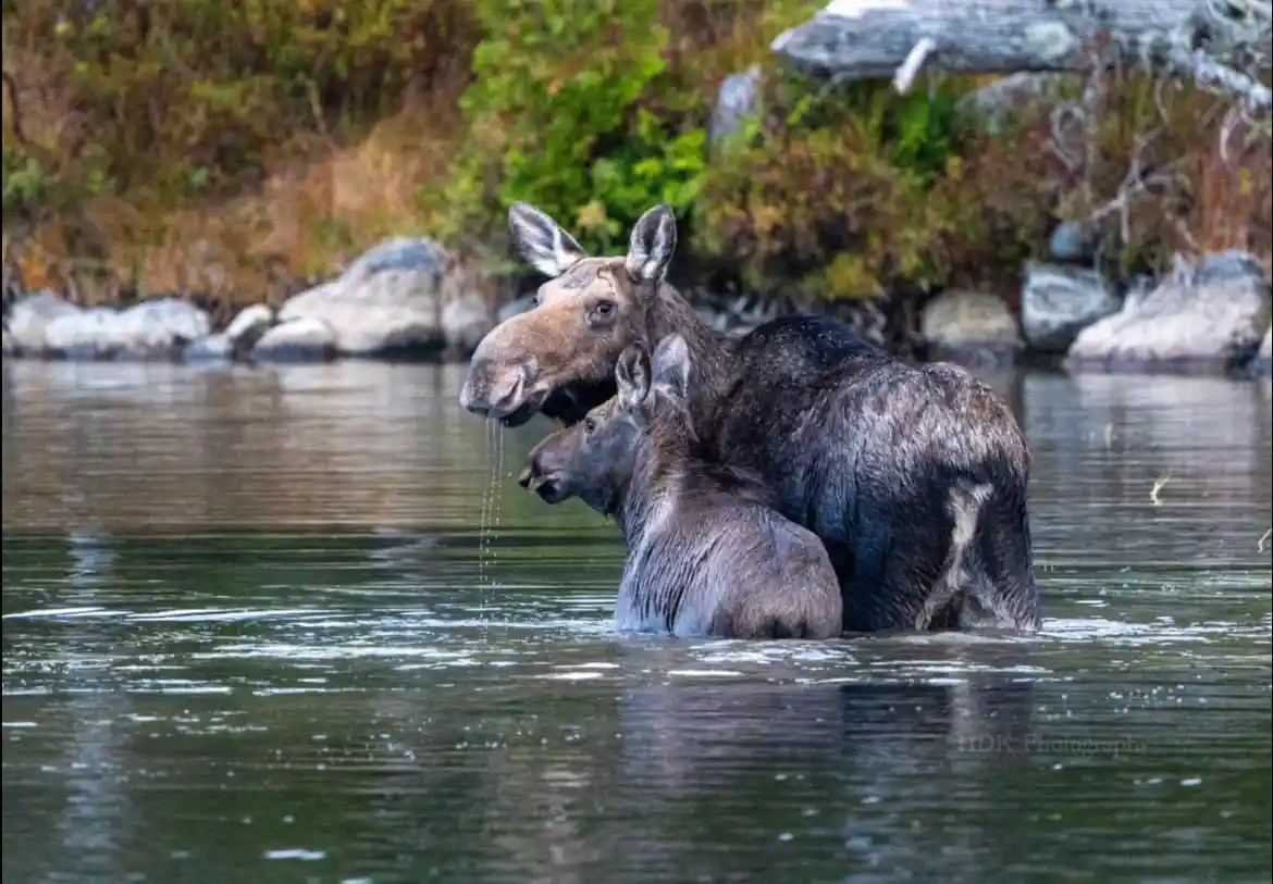two moose, an adult and a calf, are standing in a river with the adult's head tilted down, water dripping from its mouth…