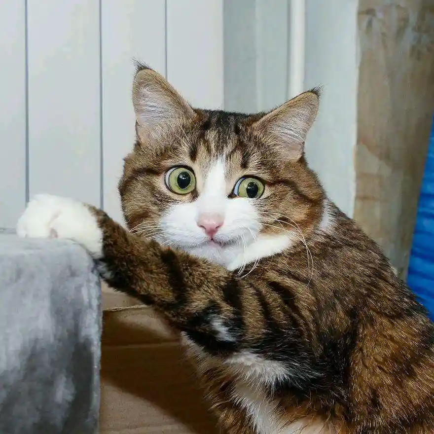 A brown and white tabby cat with wide, startled green eyes is leaning forward with one paw resting on a gray fabric surface…