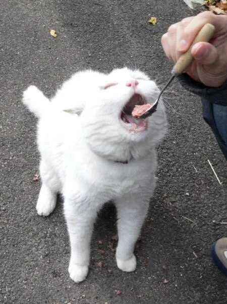 Meet Today's Adorable Cat