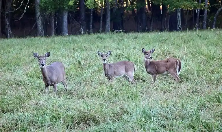Three deer stand alert in a grassy field with trees in the background, all looking directly at the camera. The deer on the…