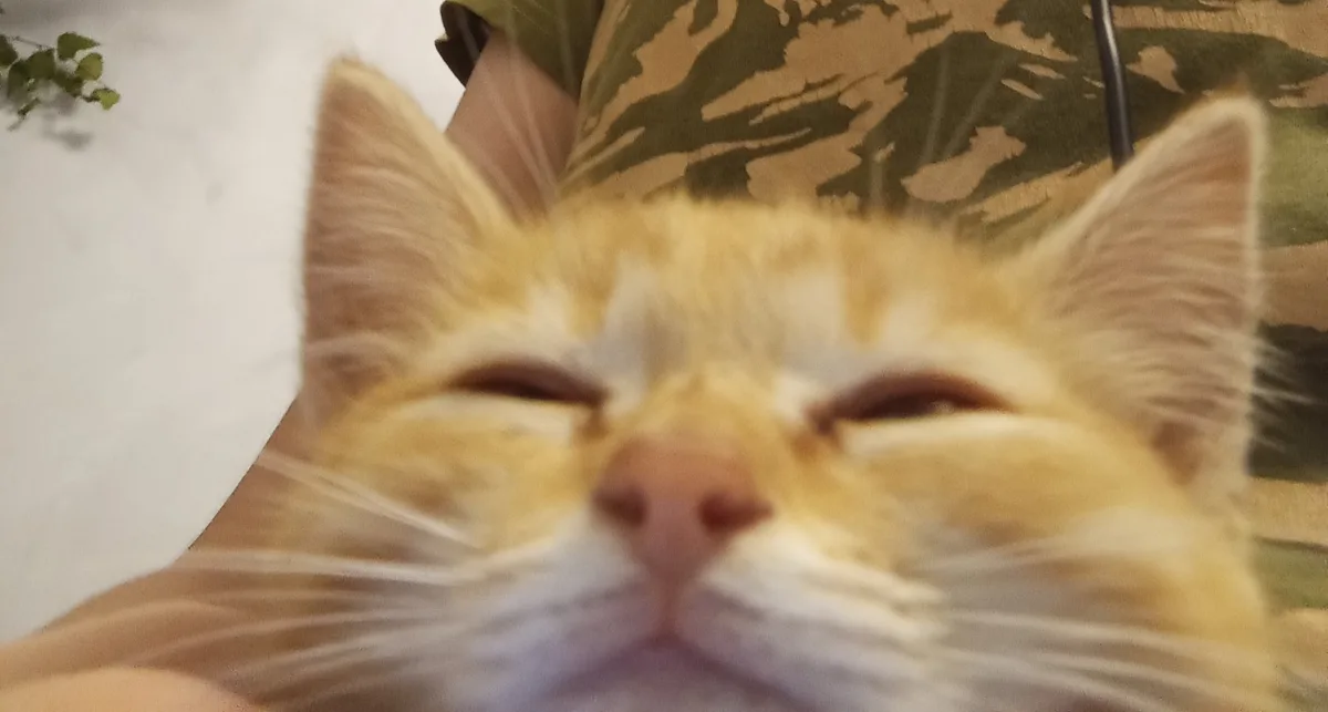 A close-up, slightly blurry photo of an orange and white cat with its eyes half-closed, appearing very sleepy or content…
