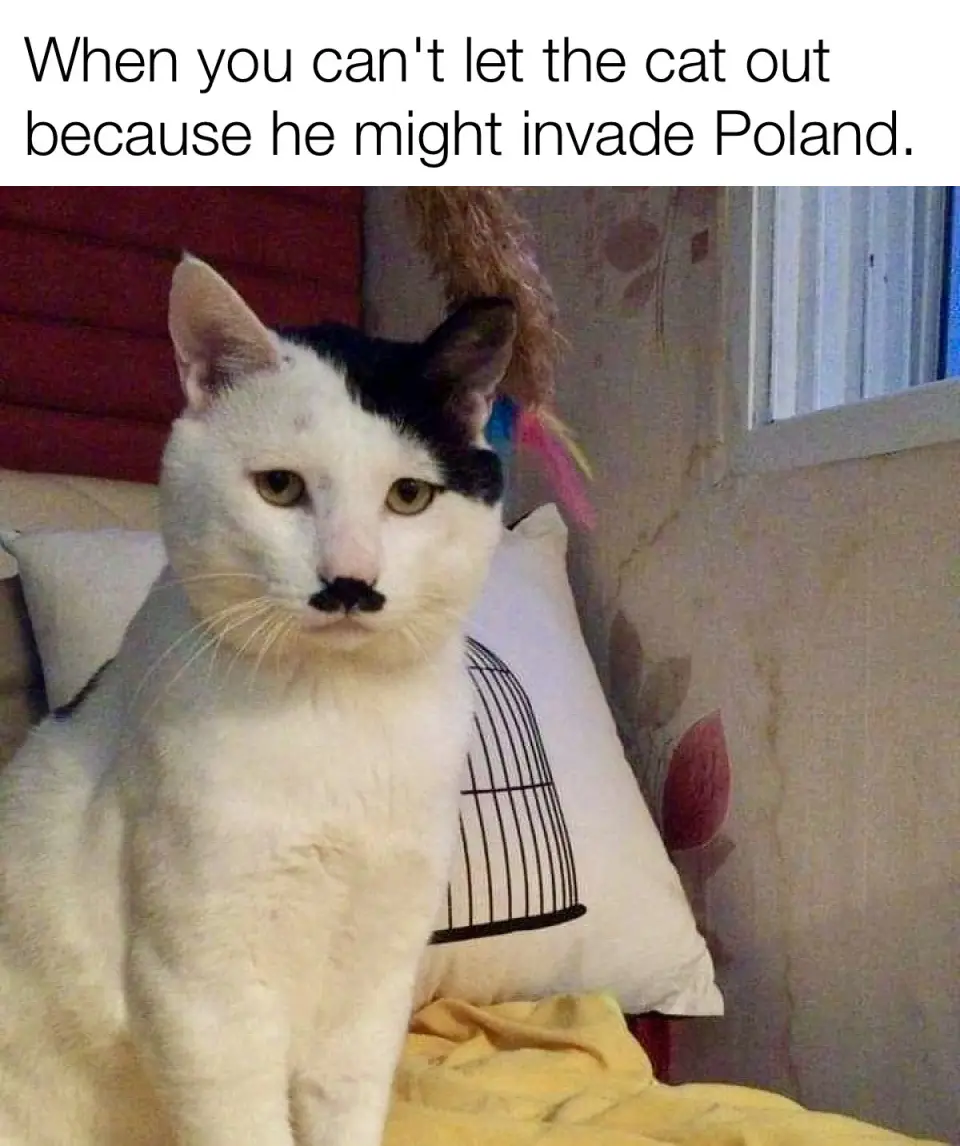A white cat with a black patch over one eye and a black mustache-like marking on its nose sits on a bed with a pillow…