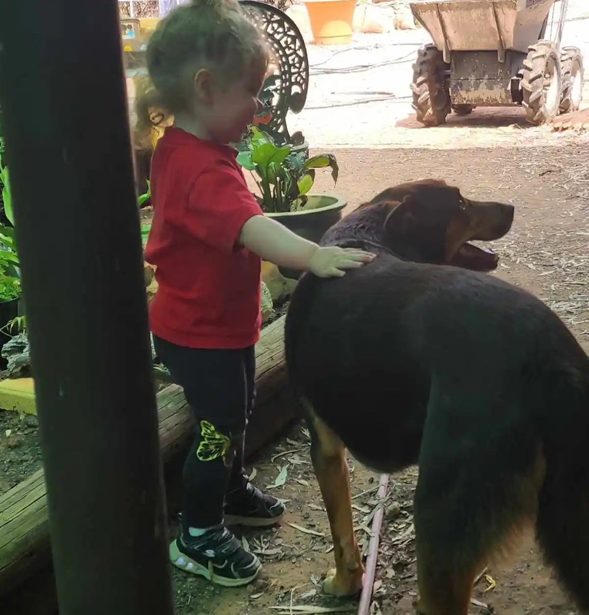 A young child in a red shirt and black pants with a butterfly design on one knee is gently petting a large black and tan…