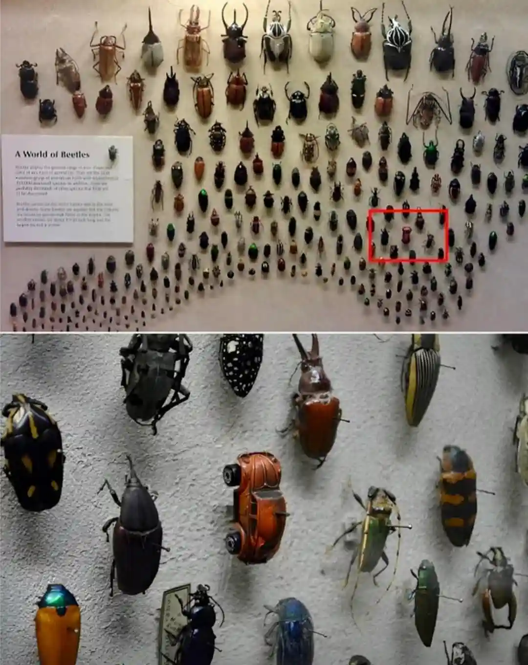 The top image shows a museum display of many pinned beetles arranged in rows, with a red box highlighting a small cluster of…