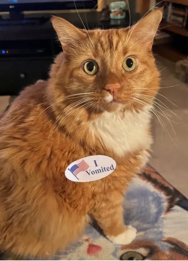 An orange tabby cat with wide, startled eyes sits indoors, wearing a white oval sticker on its chest that reads 'I Vomited'…