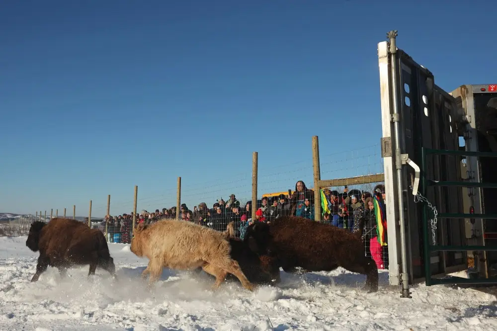 The Enigmatic White Bison: Nature's Wonder