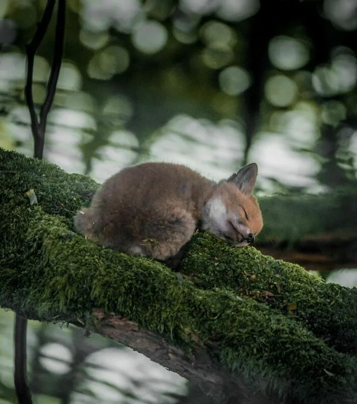 A small fox is curled up and sleeping soundly on a thick, moss-covered tree branch. The background is softly blurred with…