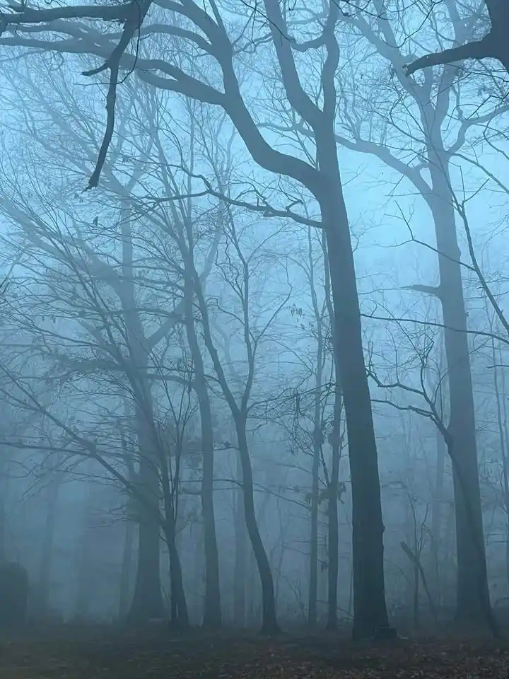 A misty, eerie forest with bare trees silhouetted against a pale blue-gray sky, creating a spooky atmosphere. Overlaid text…