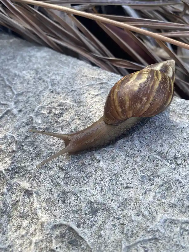 A close-up photo shows a brown and tan striped snail slowly crawling across a rough, gray concrete surface, with dry, brown…