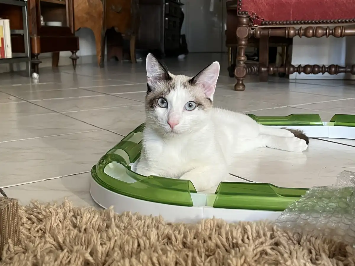 A white and brown cat with blue eyes lies calmly inside a green and white robotic vacuum cleaner, looking directly at the…