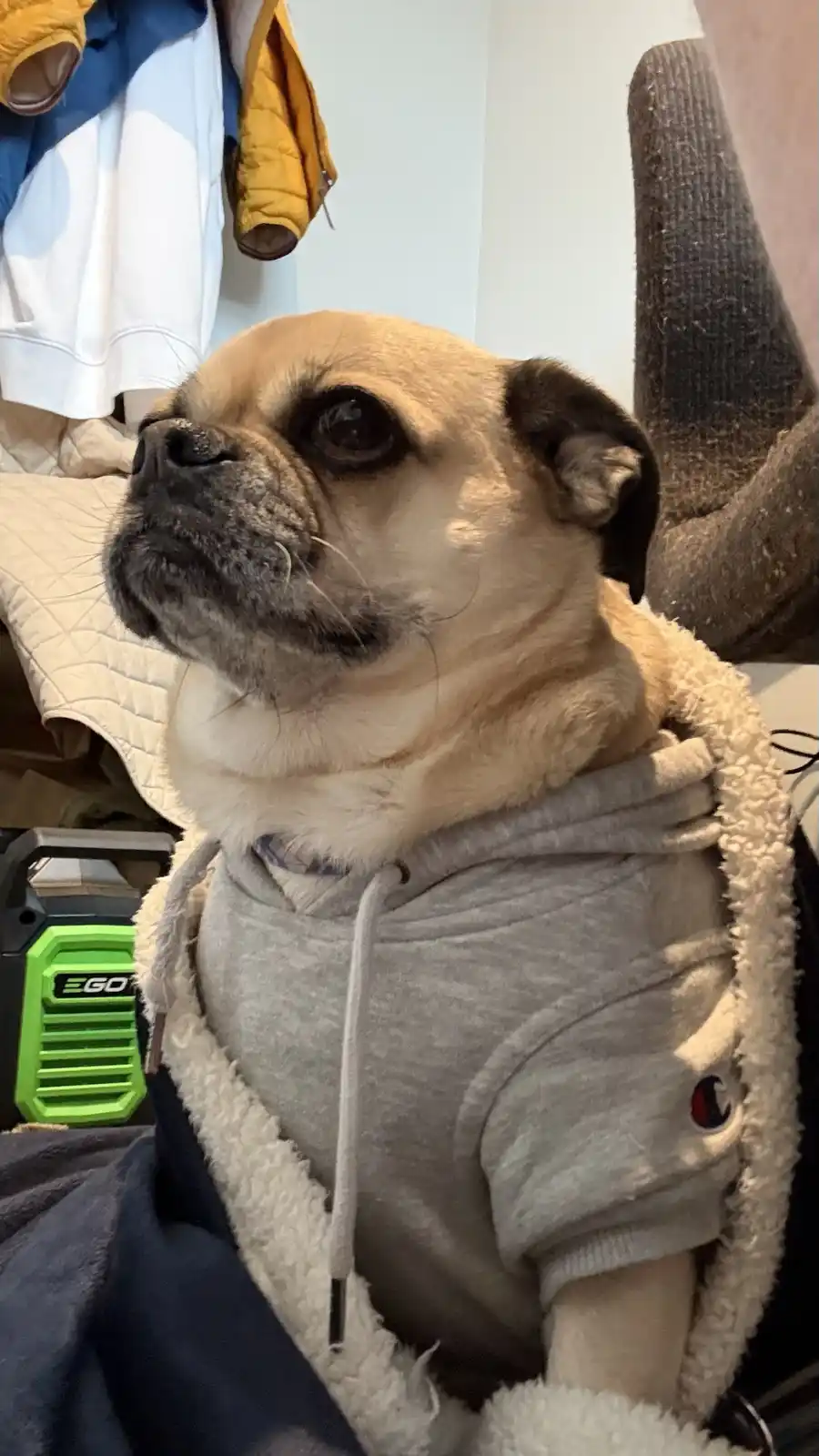 A fawn-colored pug wearing a grey Champion hoodie with a sherpa-lined hood sits looking upward with a bored, unimpressed…