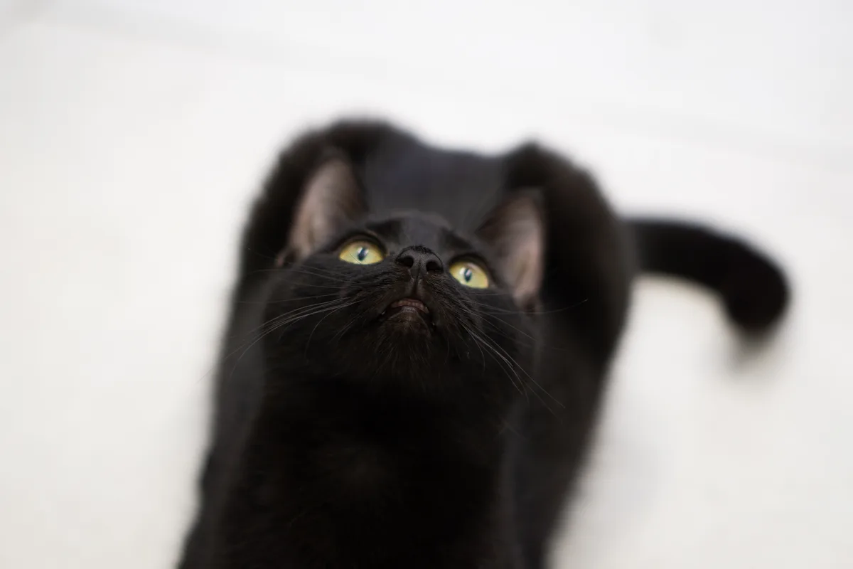 A close-up photo of a black cat with bright yellow eyes looking upward, its mouth slightly open in a disgruntled expression…
