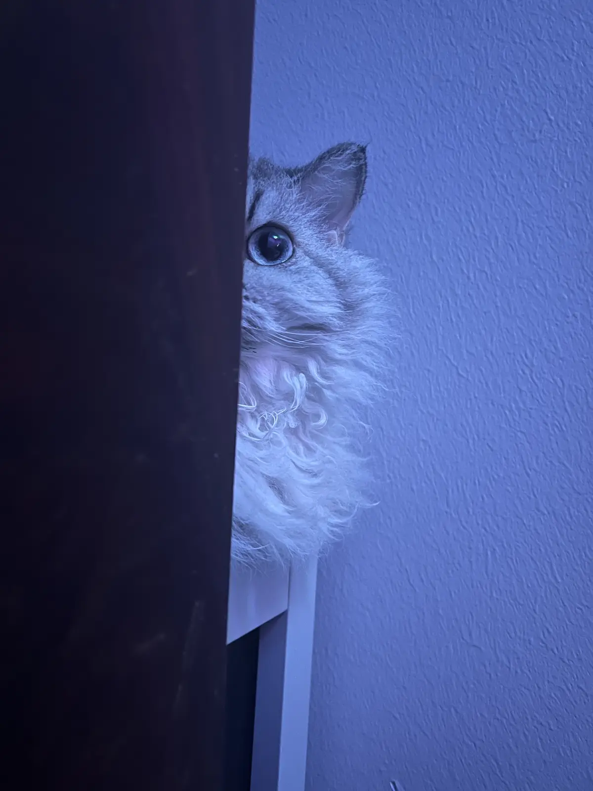 A fluffy white cat with large, wide eyes peeks cautiously from behind a dark wooden door frame, illuminated by a cool blue…